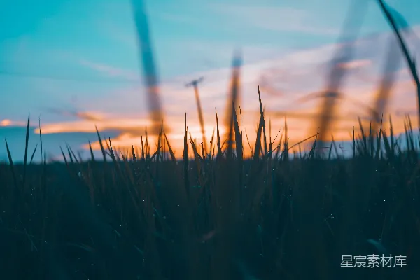 高清摄影 夕阳落到了一片高高的草地上。
