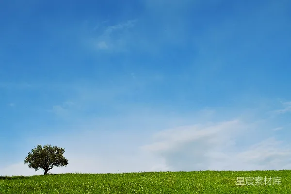 高清摄影 小树