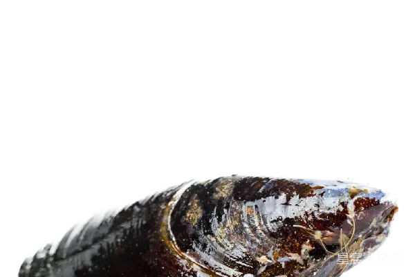 元素素材 牡蛎