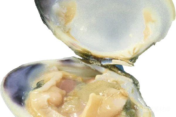 元素素材 牡蛎
