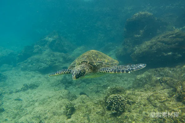 高清摄影 海龟在海洋中游泳
