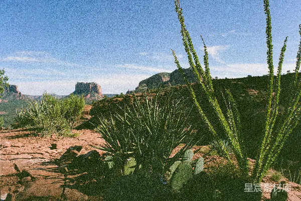 高清摄影 沙漠中的仙人掌，背景是山峦。