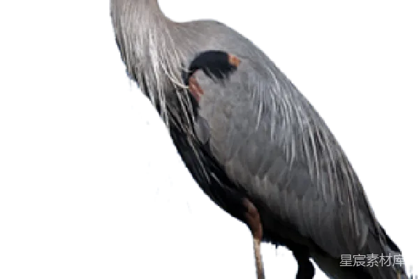 元素素材 透明
