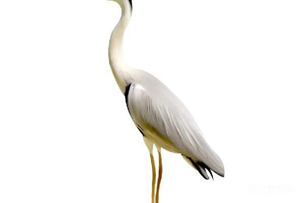 元素素材 PNG