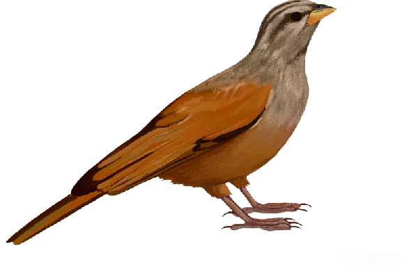 元素素材 cuckoo