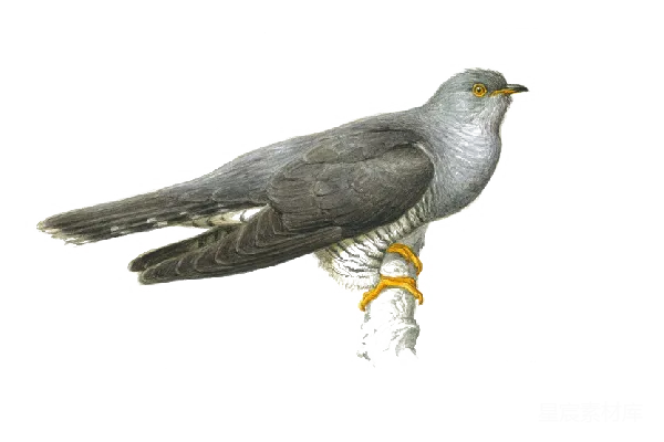 元素素材 PNG