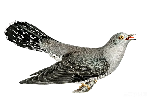 元素素材 cuckoo