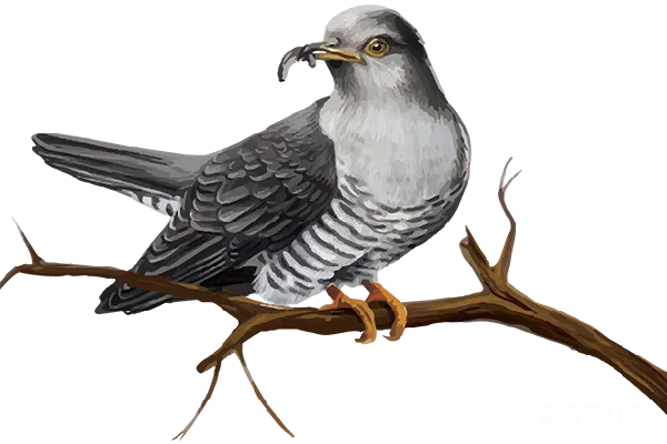 元素素材 cuckoos