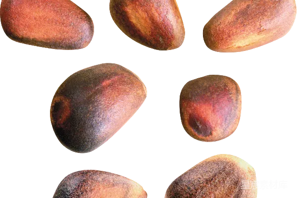 元素素材 松树