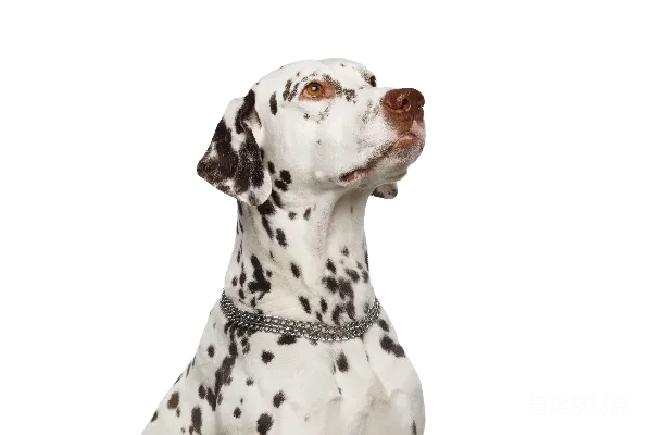 元素素材 杜莎尼卡