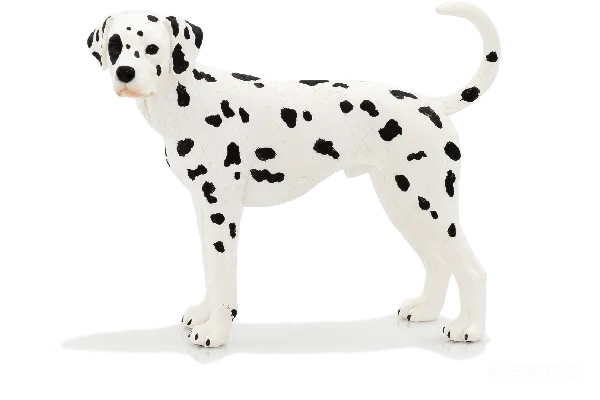 元素素材 杜巴利犬