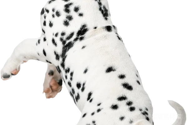 元素素材 杜利安特克