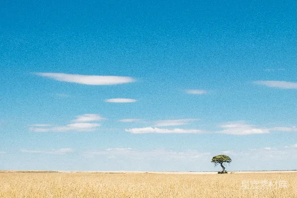 高清摄影 旷野中一棵孤独的树，在蓝天白云下， surrounded by vast and dry grass field。