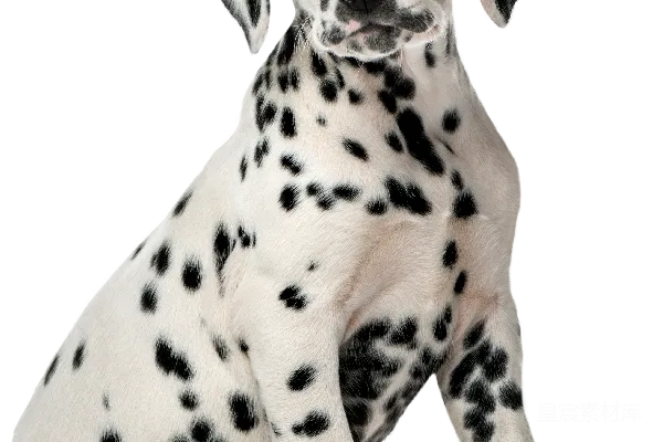 元素素材 斑点狗幼犬