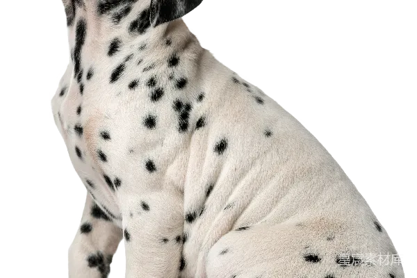 元素素材 PNG