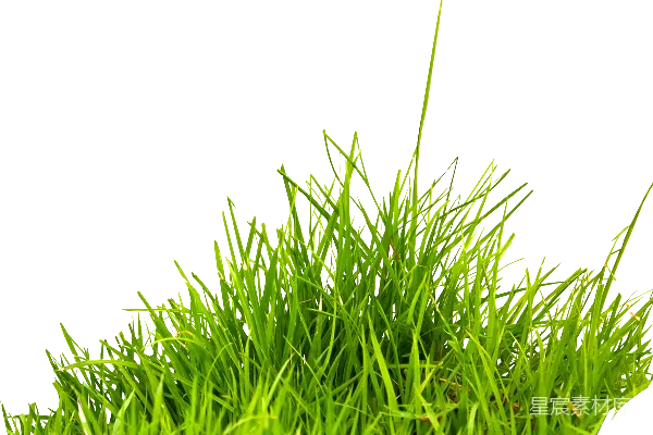 元素素材 草