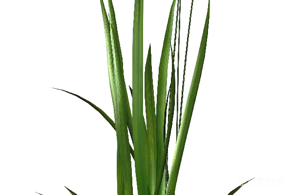 元素素材 草