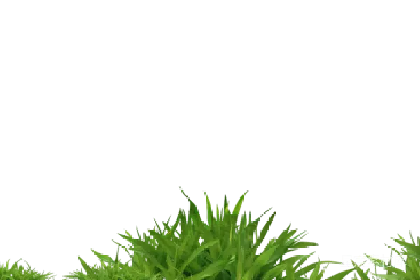 元素素材 草地