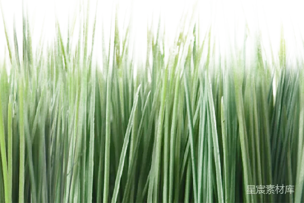 元素素材 草