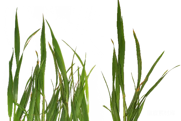 元素素材 草