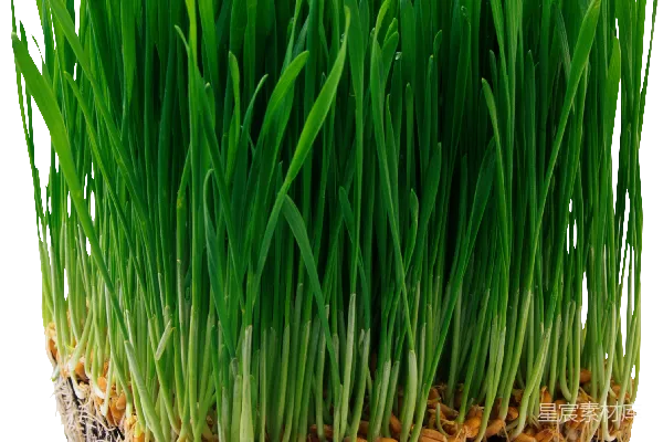 元素素材 草