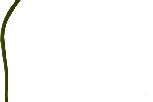 元素素材 罂粟