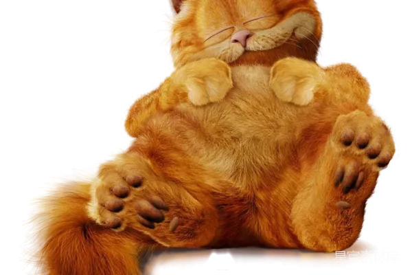 元素素材 蜷缩的橘猫