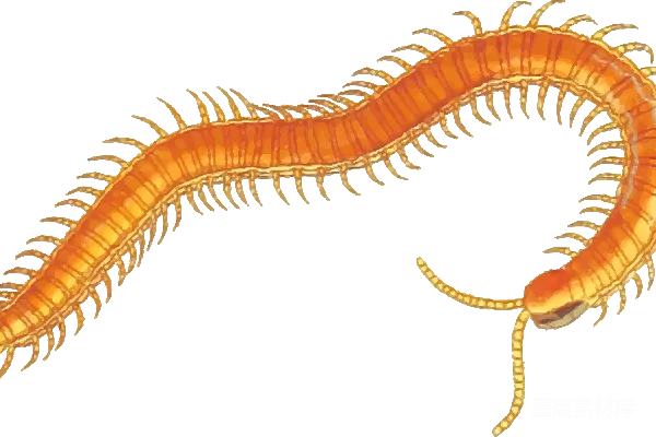 元素素材 橙色
