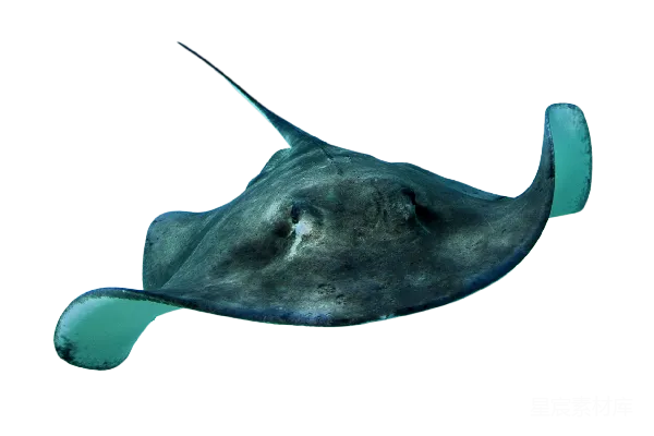 元素素材 深海鳐鱼