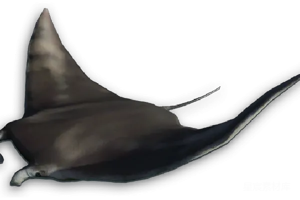 元素素材 水银探测器