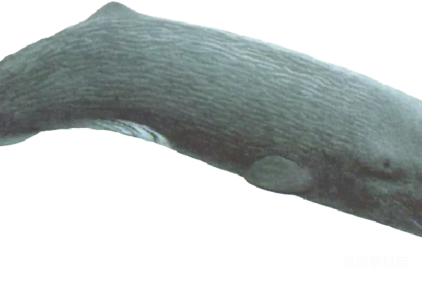 元素素材 PNG