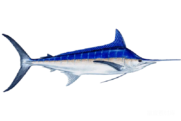 元素素材 金枪鱼