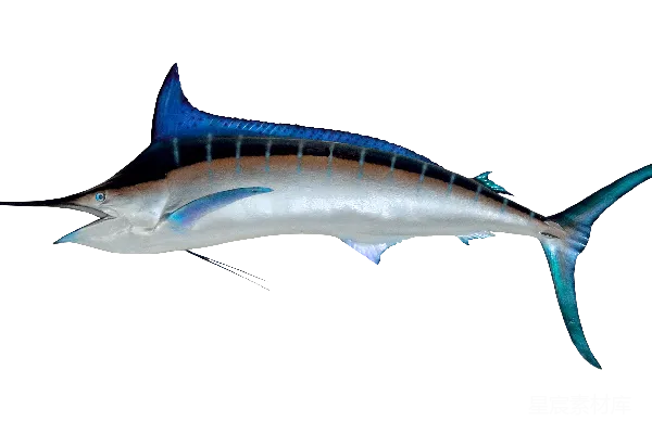 元素素材 金枪鱼