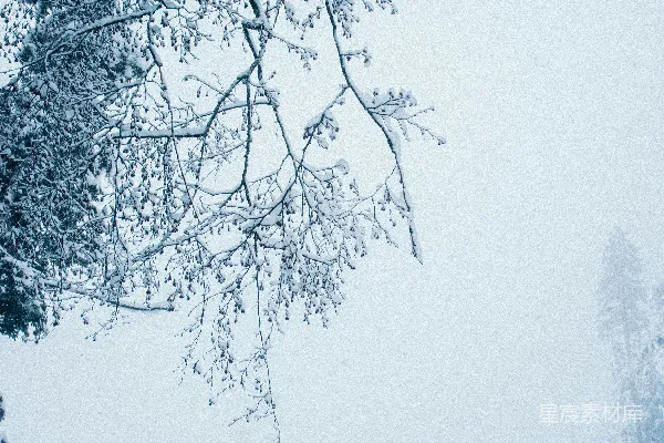 高清摄影 白天绿树下的白云天空