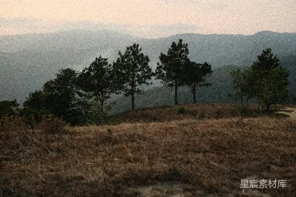 高清摄影 干草地上的松树后面是山。