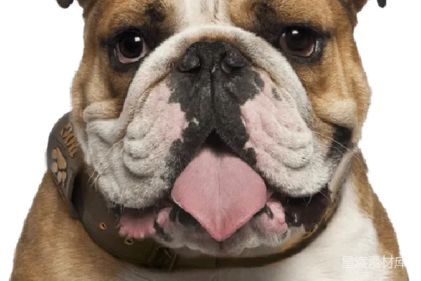 元素素材 Bulldog
