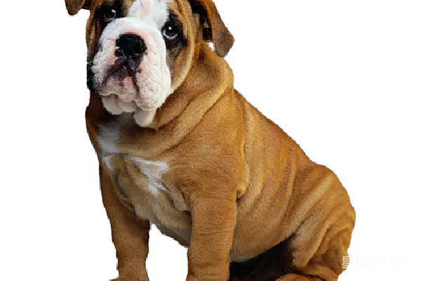 元素素材 斗牛犬
