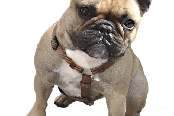 元素素材 Bulldog