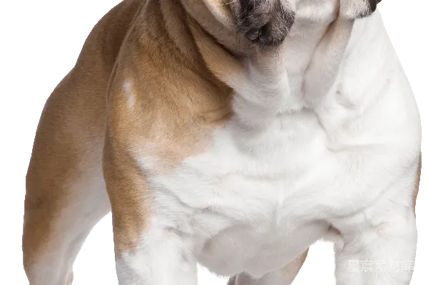 元素素材 Bulldog