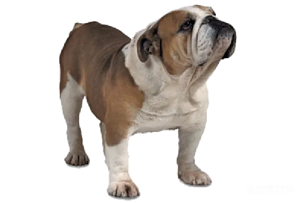 元素素材 Bulldog