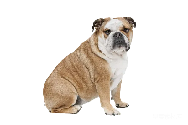 元素素材 PNG