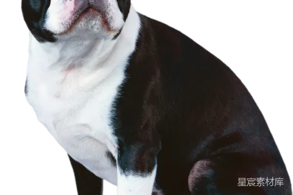 元素素材 美国斗牛犬
