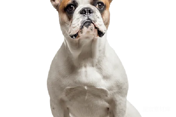 元素素材 Bulldog