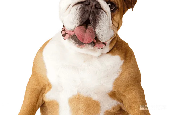 元素素材 Bulldog
