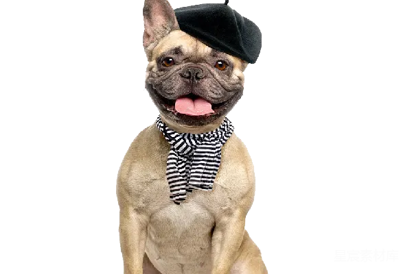 元素素材 Bulldog