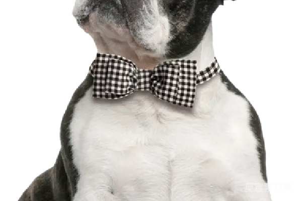 元素素材 Bulldog