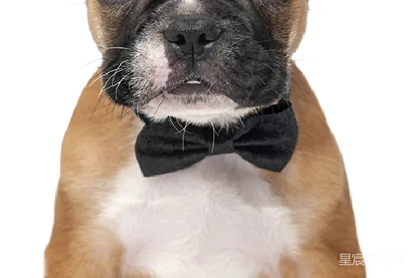 元素素材 Bulldog