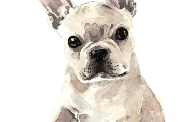 元素素材 Bulldog