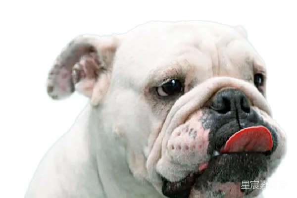元素素材 可爱斗牛犬的萌态