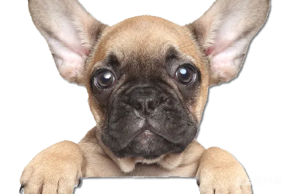 元素素材 Bulldog